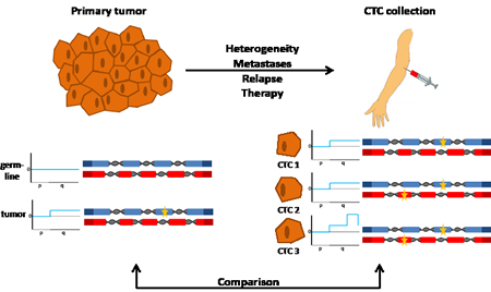 Analyses of the genomes of a primary tumor and CTCs.