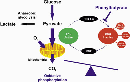 Figure1: The PDHC exists in an unphosphorylated active form or in a phosphorylated inactive form.