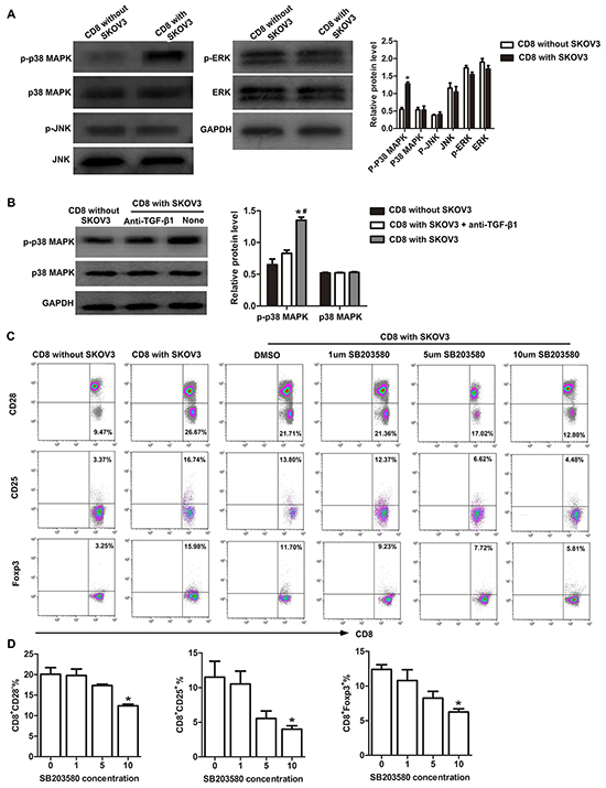 p38 MAPK signaling is required for conversion of CD8+ T cells to CD8+ Tregs.