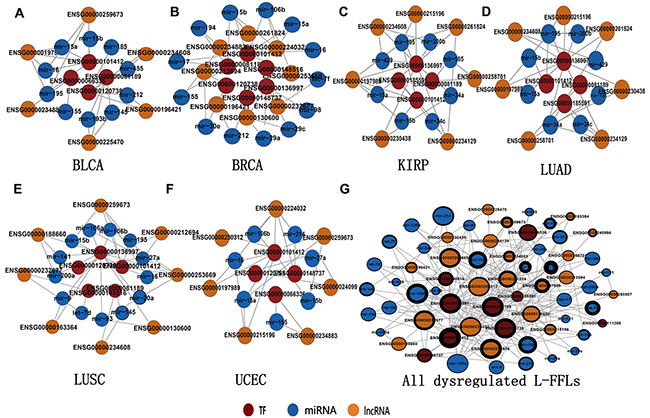 The sub-network of significantly dysregulated L-FFL motifs.