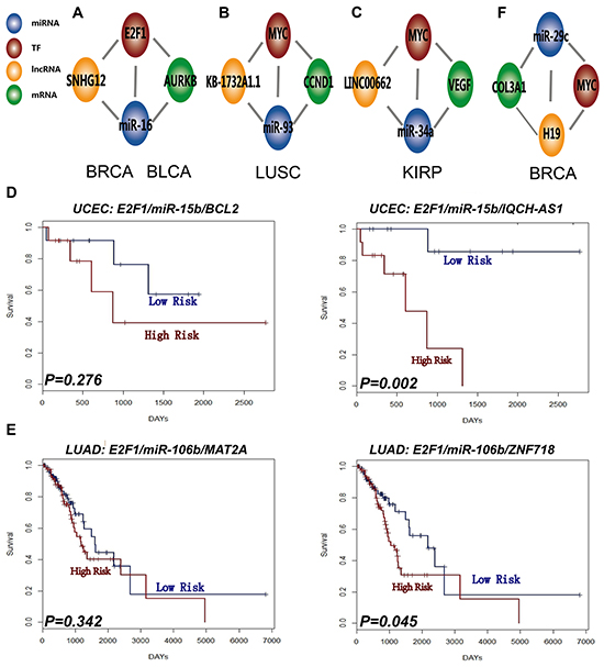 L-FFL motifs participate in complex biology network regulation.