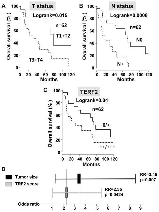 TERF2 is a marker of poor prognosis that is independent of the tumor size.