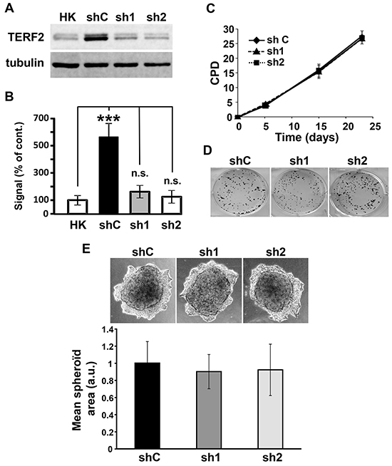 TERF2 down-regulation does not alter proliferation and invasion of CAL33 cells.