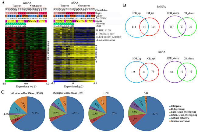 Expression patterns of lncRNAs and mRNAs in HPR and CR NSCLCs.