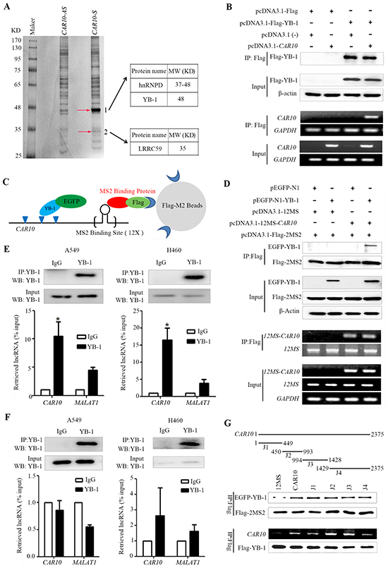 CAR10 interacts with the transcription factor YB-1.