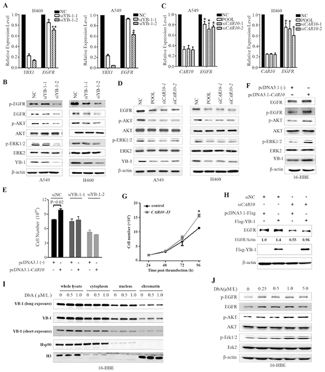 CAR10 regulates EGFR by stabilizing YB-1.