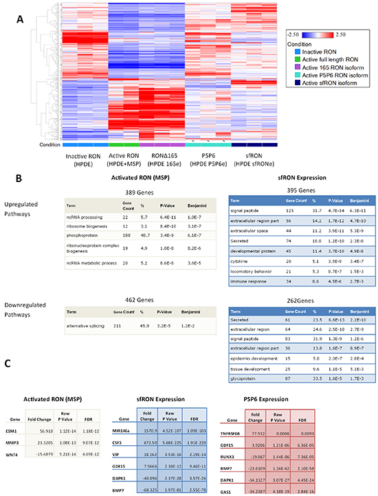 RNA-seq of RON isoform expressing cell lines show differential gene expression.