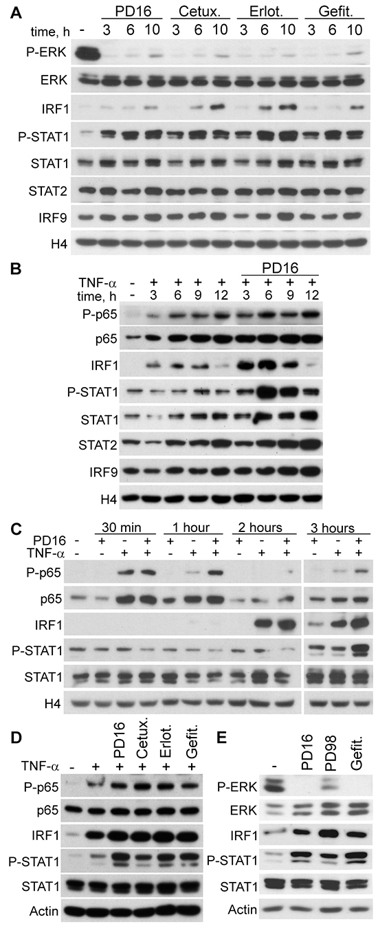 IRF1 and STAT1 are activated in response to EGFR or MEK inhibition.