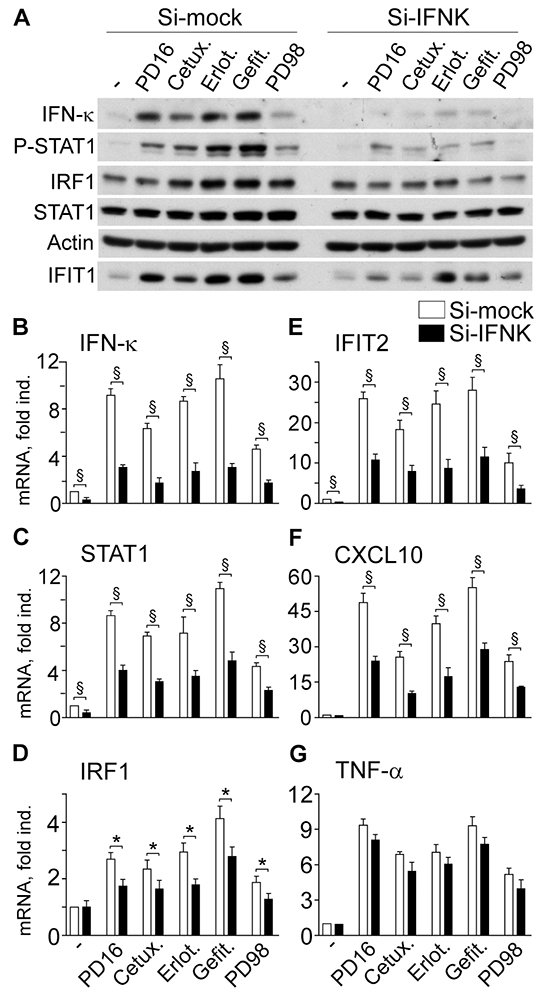 IFN-&#x03BA; transcript silencing (Si-IFNK) affects anti-EGFR- or anti-MEK-driven gene expression dysregulation.