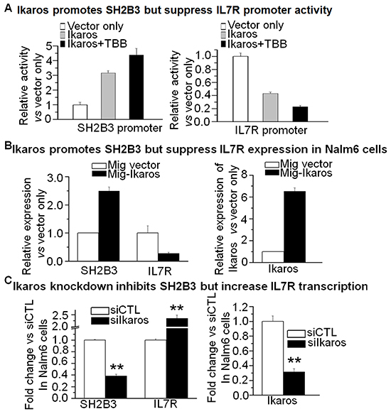 Ikaros promotes SH2B3 but suppresses IL7R transcription.