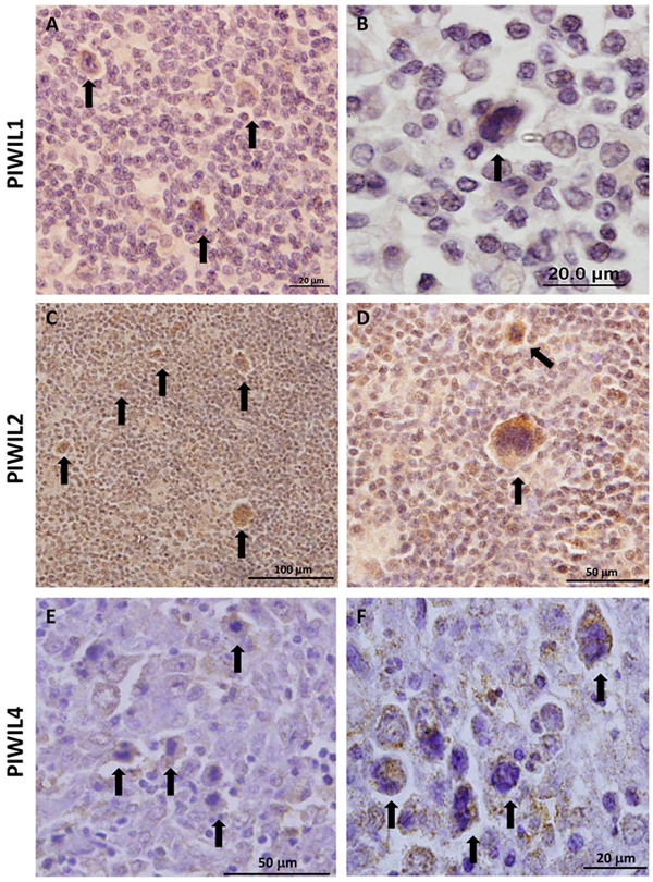 Figure 2: