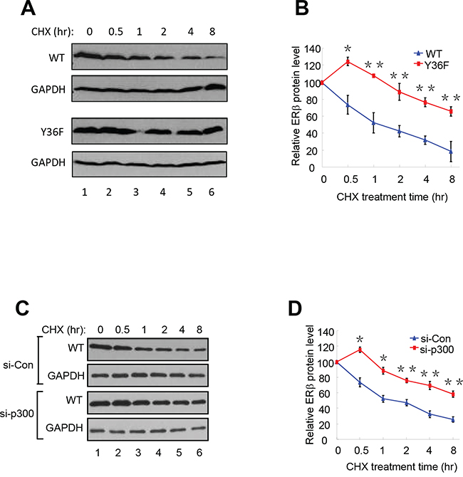 pY36 facilitates ER&#x03B2; protein turnover.