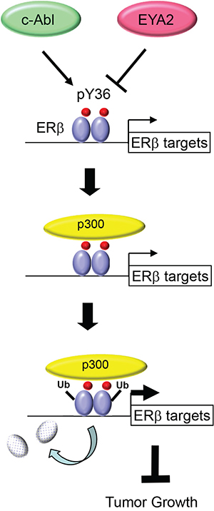 Model for transcription-coupled ER&#x03B2; degradation.
