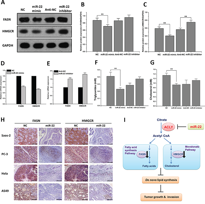 miR-22 reduces ACLY-mediated de novo lipid synthesis.