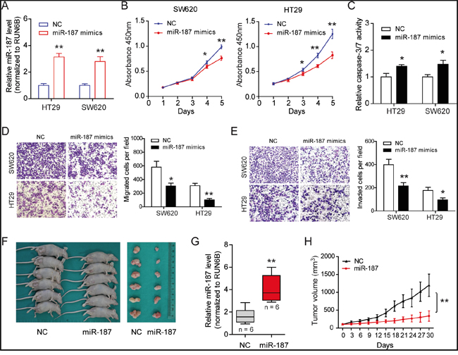 MiR-187 inhibits cell proliferation, migration, invasion and promotes apoptosis in CRC cells.