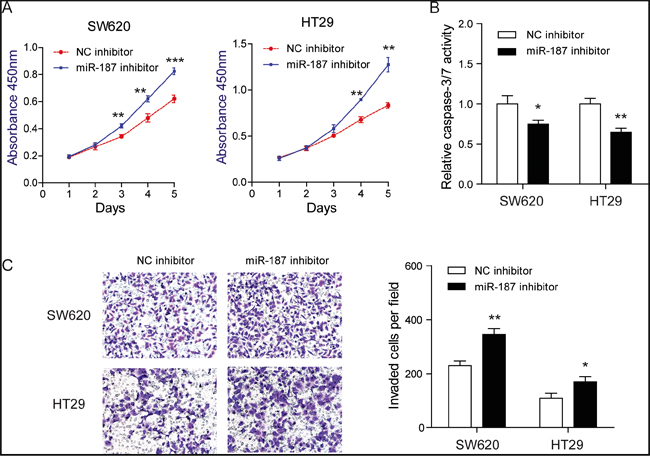 Knockdown of miR-187 promotes cell proliferation, invasion and inhibits apoptosis in CRC cells.