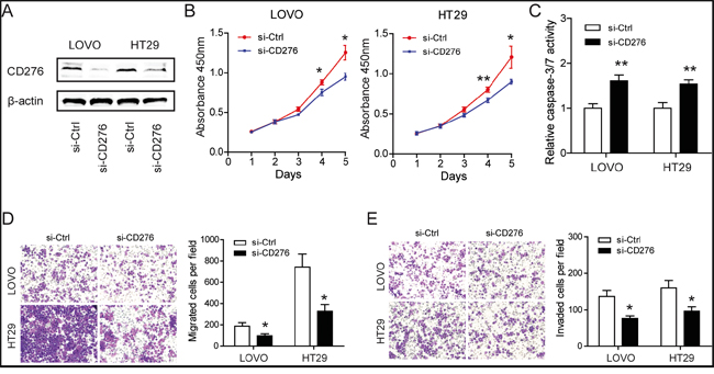 Silencing of CD276 compromises the tumor progression of CRC in vitro.