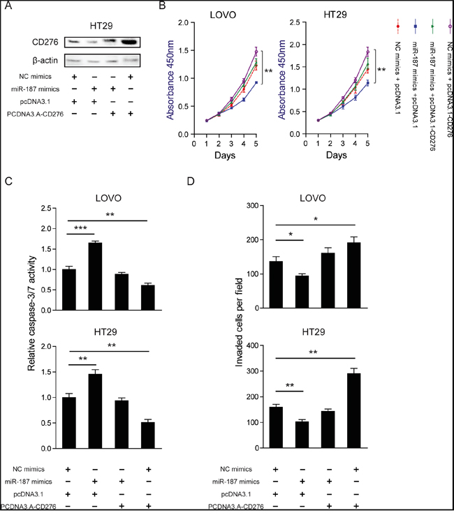 Restoration of CD276 abolishes the tumor suppressor role of miR-187.