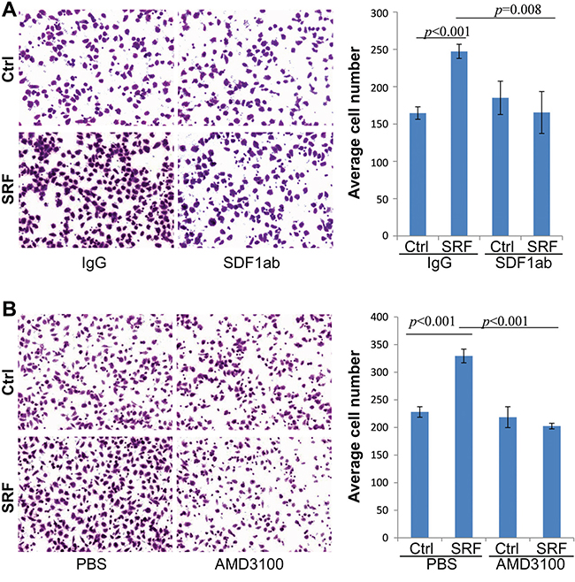 Treatment with anti-SDF1 neutralizing antibody and AMD3100 abolishes the SRF-enhanced migration of MKN45 cells in a typical transwell assay.