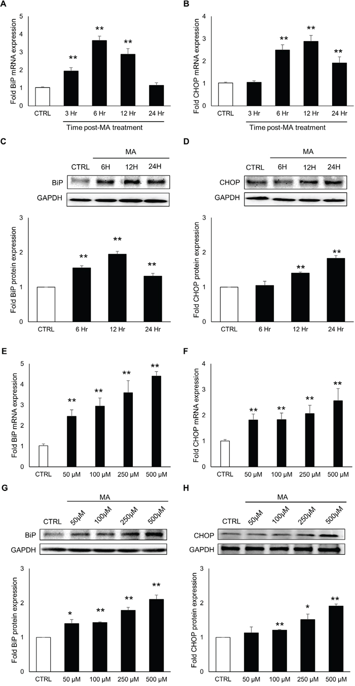 MA induced the expressions of ER stress markers in time and concentration-dependent manner.