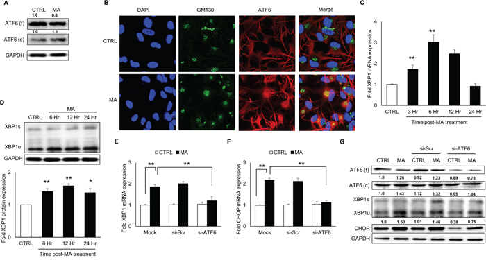 MA-mediated ER stress involved activation of ATF6 pathway.
