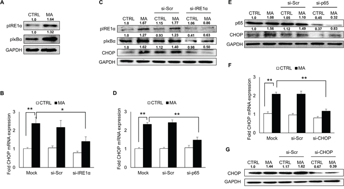 Involvement of IRE1&#x03B1; pathway in MA-mediated ER stress.