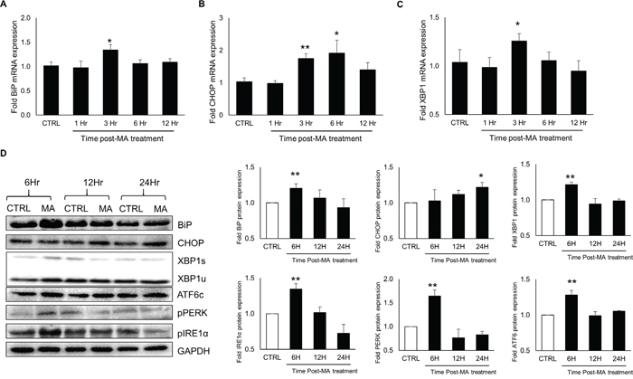 MA induced the expressions of ER stress markers in primary human fetal astrocytes.