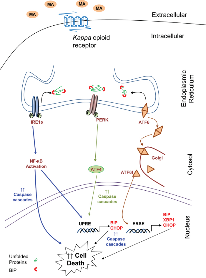 Schematic of signaling pathways involved in MA-mediated ER stress in astrocytes.