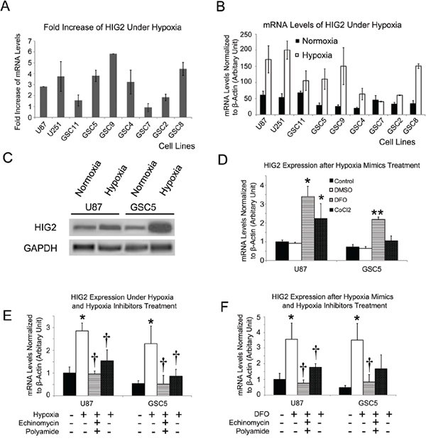 HIG2 is increased under hypoxia in TSCCs and GSCs.