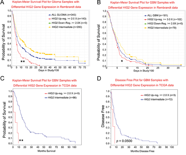 HIG2 level correlates with patient survival for all glioma