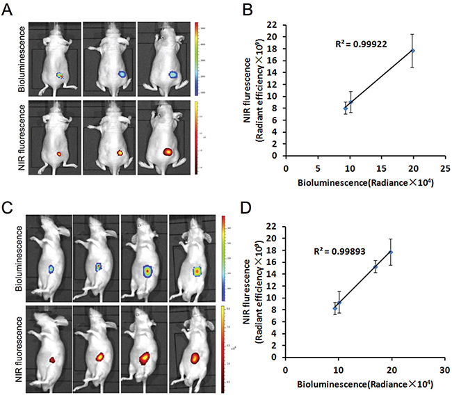 Preferential uptake and retention of MHI-148 dye in human gastric cancer subcutaneous and orthotopic xenograft models.