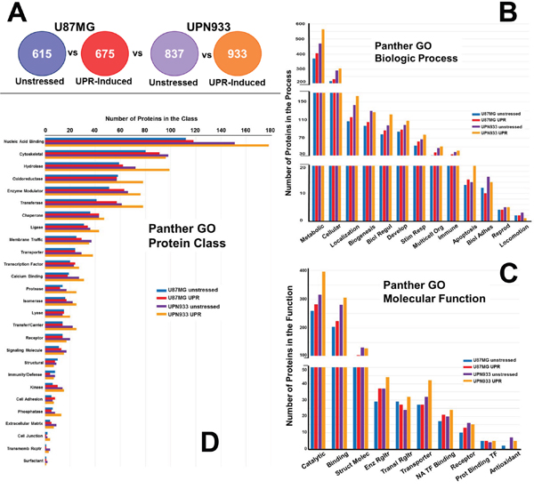 Panther database comparisons of identified proteins from entire cellular proteomes of unstressed versus stressed (UPR-induced) U87MG and UPN933 cells.