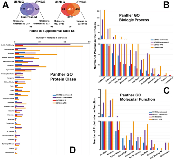 Panther database comparisons of identified proteins from proteomes unique to unstressed conditions for U87MG versus UPN933 cells, and from proteomes unique to stressed (UPR-induced) U87MG versus UPN933 cells.