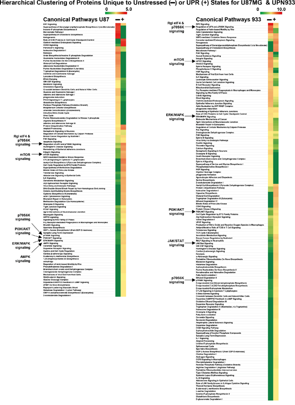 Ingenuity Pathway Analysis &#x201C;Comparison Analysis&#x201D; of proteins unique to unstressed versus stressed (UPR-induced) U87MG (left side) and UPN933 (right side) cells (same protein set as in Figure 3).