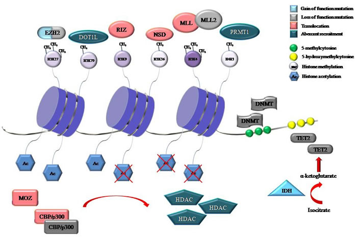 Representative proteins involved in DNA methylation and histone modifications that were identified to be recurrently mutated, translocated or aberrantly recruited in hematological malignancies.
