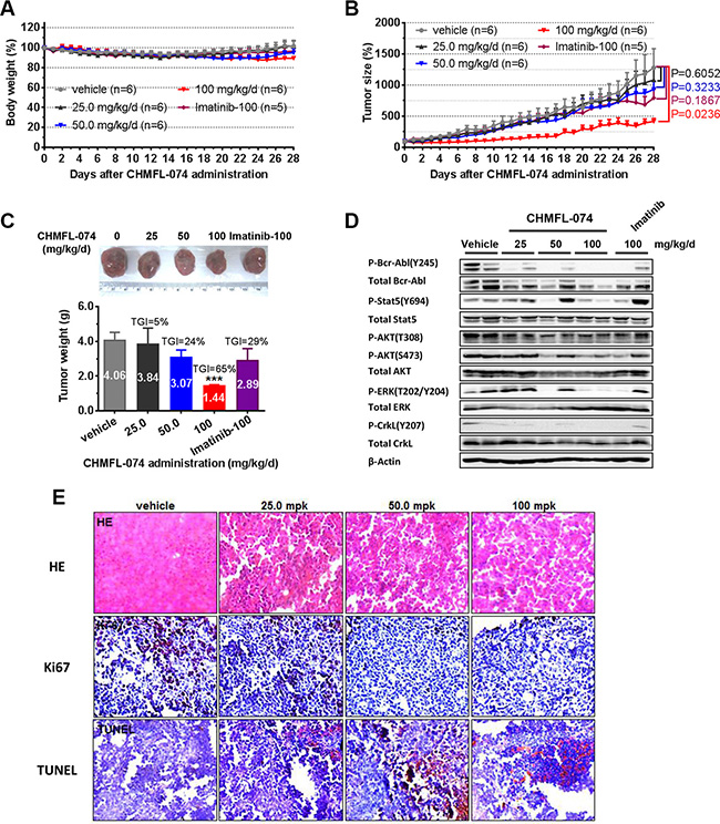 CHMFL-074&#x2019;s effect on BCR-ABL mediated signaling pathway, cell cycle progression and apoptosis.