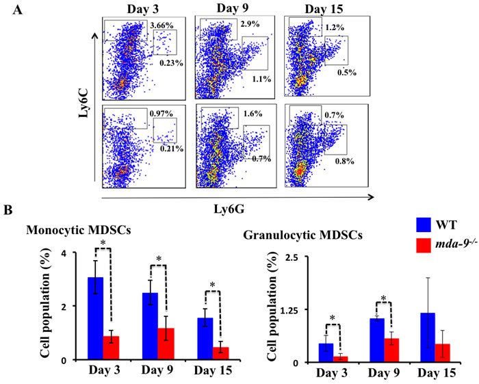 Infiltration of MDSCs is diminished in