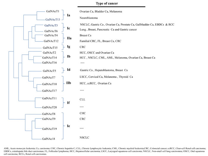 Phylogenetic tree showing the classification of GalNAcTs [11].