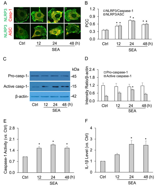 SEA induced the formation and activation of NLRP3 inflammasome in HSCs at different time points.