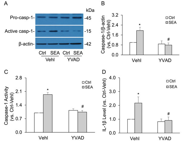 Caspase-1 inhibitor YVAD abolished SEA-induced caspase-1 activation and IL-1&#x3b2; production in HSCs.