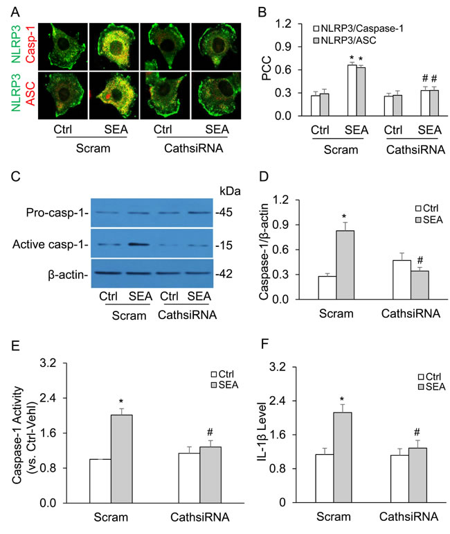 Cathepsin B gene silencing inhibited SEA-induced NLRP3 inflammasome activation in HSCs.