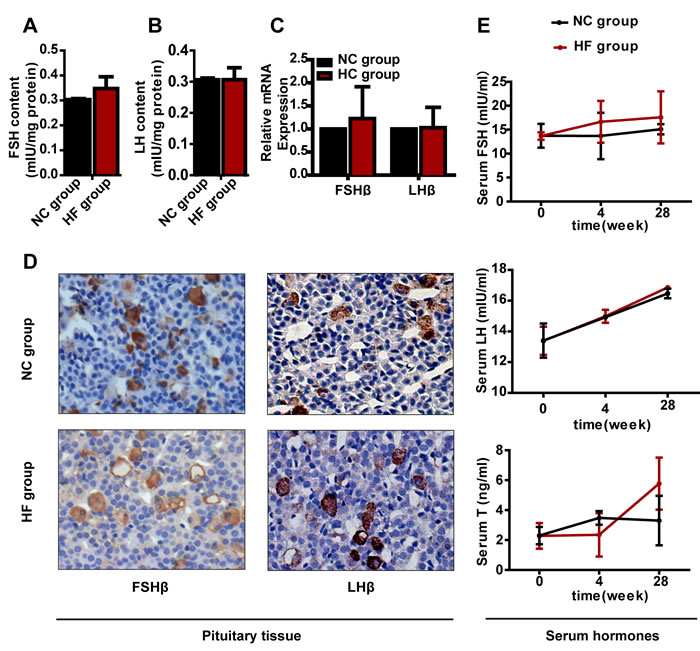 The effect of a HF diet on rat pituitary-gonadal axis hormone levels.