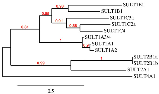 Amino acid sequence clustering of existing human SULTs.