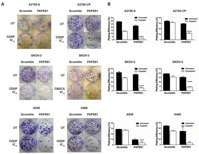 PAPSS1 knockdown sensitizes ovarian and lung cancer cells to platins.