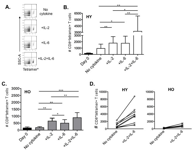 IL-2 and IL-6 induced proliferation of influenza-specific CD8