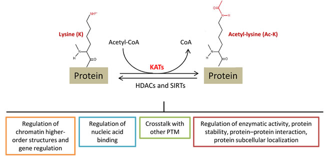 Lysine (K) acetylation is a reversible post-translational modification of proteins, including histones, transcription factors as well as metabolic enzymes and other nuclear and cytoplasmic proteins.