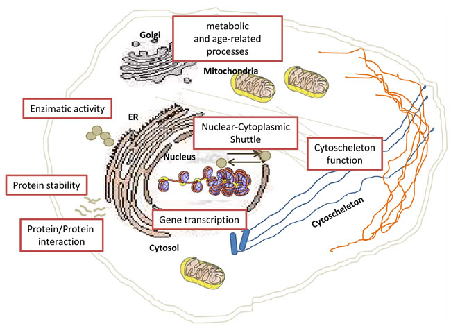 Schematic overview of nuclear, cytoplasmic and organelle-specific mechanisms regulated by acetylation.