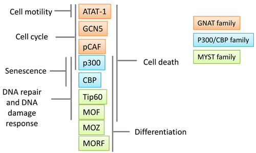 Role of main and well-studied lysine acetyltransferases (KATs) in cancer biology.