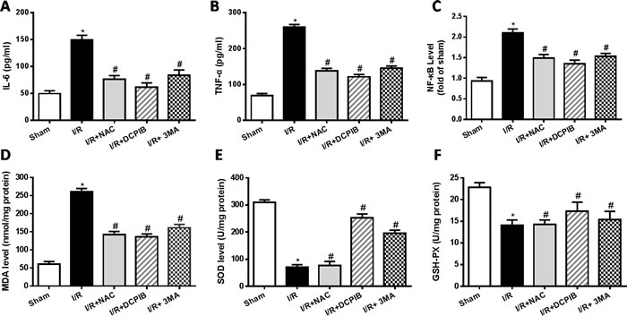 Inhibition of VSOR Cl