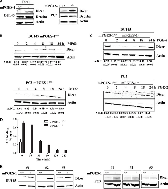 PGE-2 modulates Dicer transcriptional activity.